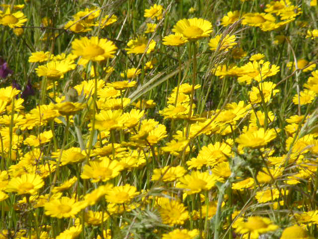 Flores de la margarita silvestre vistiendo de amarillo una parcela de Malpica