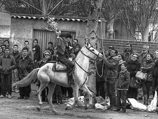 Las carreras de gallos de Malpica de Tajo