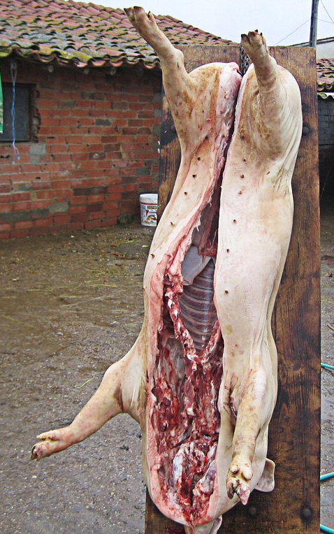 Cerdo preparado para la estraza Cerdo preparado para la estraza