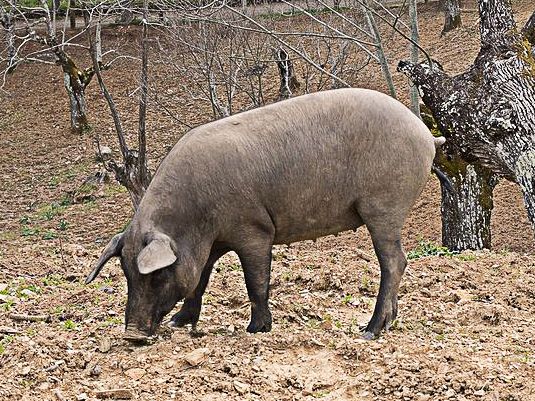 El guarro Anton El guarro Anton