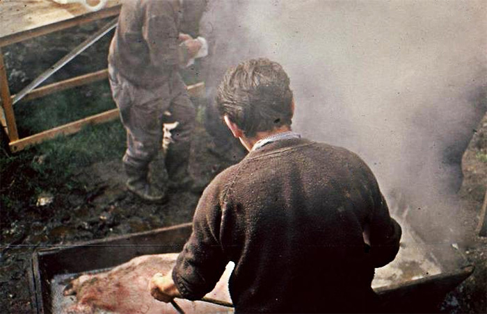 Pelado del cerdo con agua caliente en artesa Pelado del cerdo con agua caliente en artesa