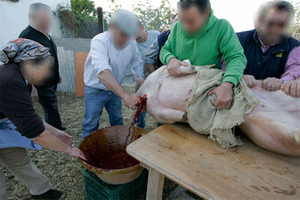 Sacrificio del cerdo Sacrificio del cerdo