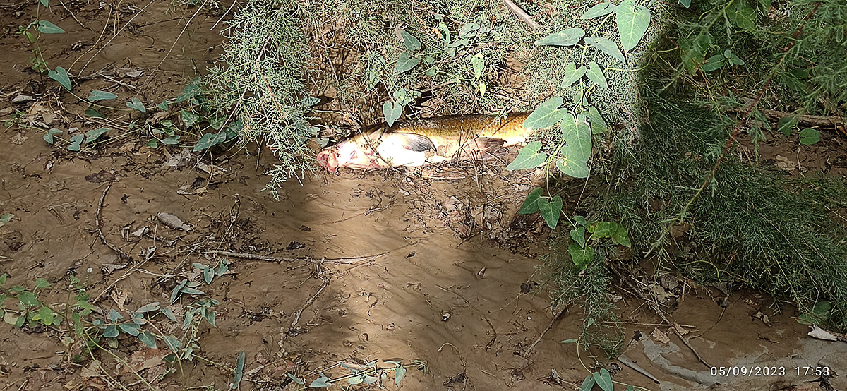 Peces varados y muertos en el limo depositado en el otro lado del puente de Nalpica de Tajo tras la retirada de las aguas de la crecida a causa de las lluvias del fin de semana anterior en Malpica de Tajo Peces varados y muertos en el limo depositado en el otro lado del puente de Nalpica de Tajo tras la retirada de las aguas de la crecida a causa de las lluvias del fin de semana anterior en Malpica de Tajo