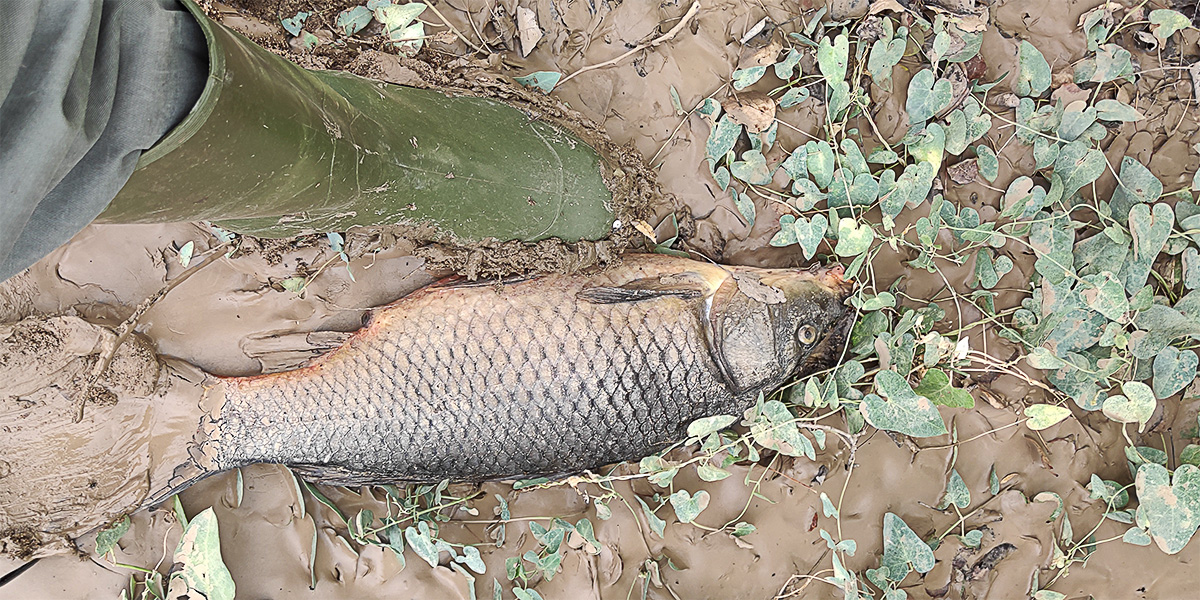 Peces varados y muertos en el limo depositado en el otro lado del puente de Nalpica de Tajo tras la retirada de las aguas de la crecida a causa de las lluvias del fin de semana anterior en Malpica de Tajo Peces varados y muertos en el limo depositado en el otro lado del puente de Nalpica de Tajo tras la retirada de las aguas de la crecida a causa de las lluvias del fin de semana anterior en Malpica de Tajo