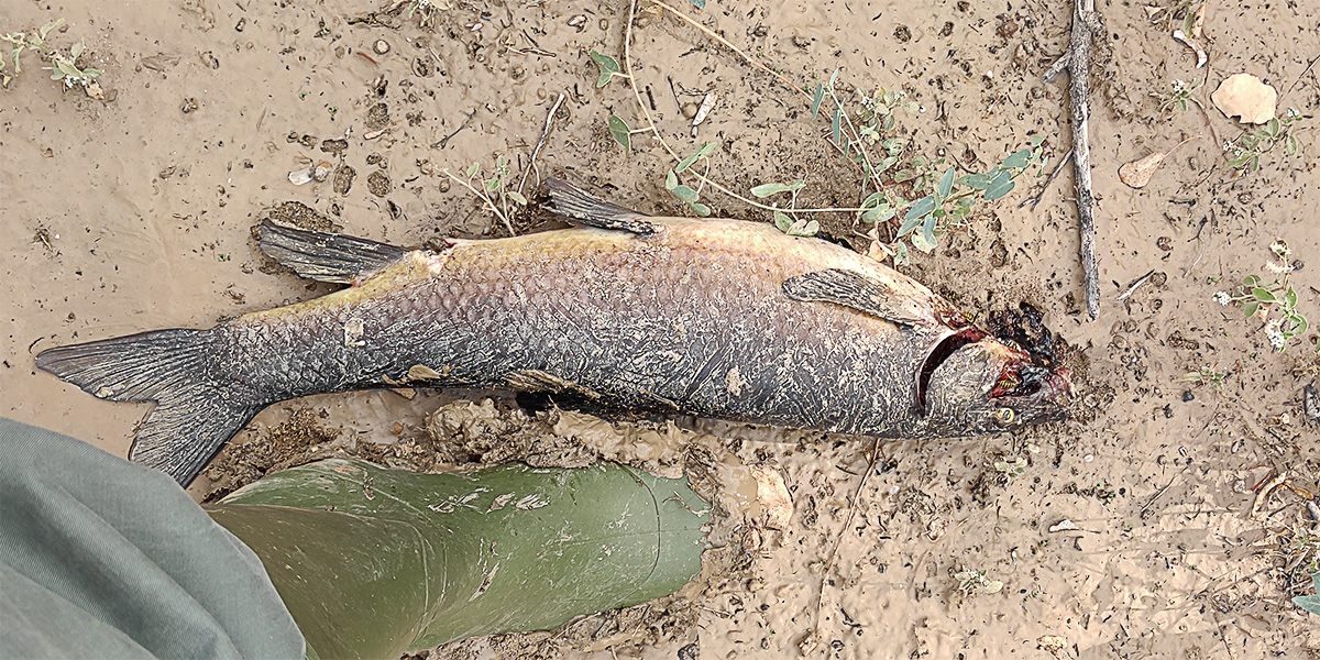 Peces varados y muertos en el limo depositado en el otro lado del puente de Nalpica de Tajo tras la retirada de las aguas de la crecida a causa de las lluvias del fin de semana anterior en Malpica de Tajo Peces varados y muertos en el limo depositado en el otro lado del puente de Nalpica de Tajo tras la retirada de las aguas de la crecida a causa de las lluvias del fin de semana anterior en Malpica de Tajo