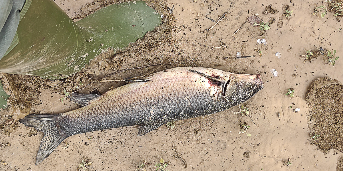 Peces varados y muertos en el limo depositado en el otro lado del puente de Nalpica de Tajo tras la retirada de las aguas de la crecida a causa de las lluvias del fin de semana anterior en Malpica de Tajo Peces varados y muertos en el limo depositado en el otro lado del puente de Nalpica de Tajo tras la retirada de las aguas de la crecida a causa de las lluvias del fin de semana anterior en Malpica de Tajo