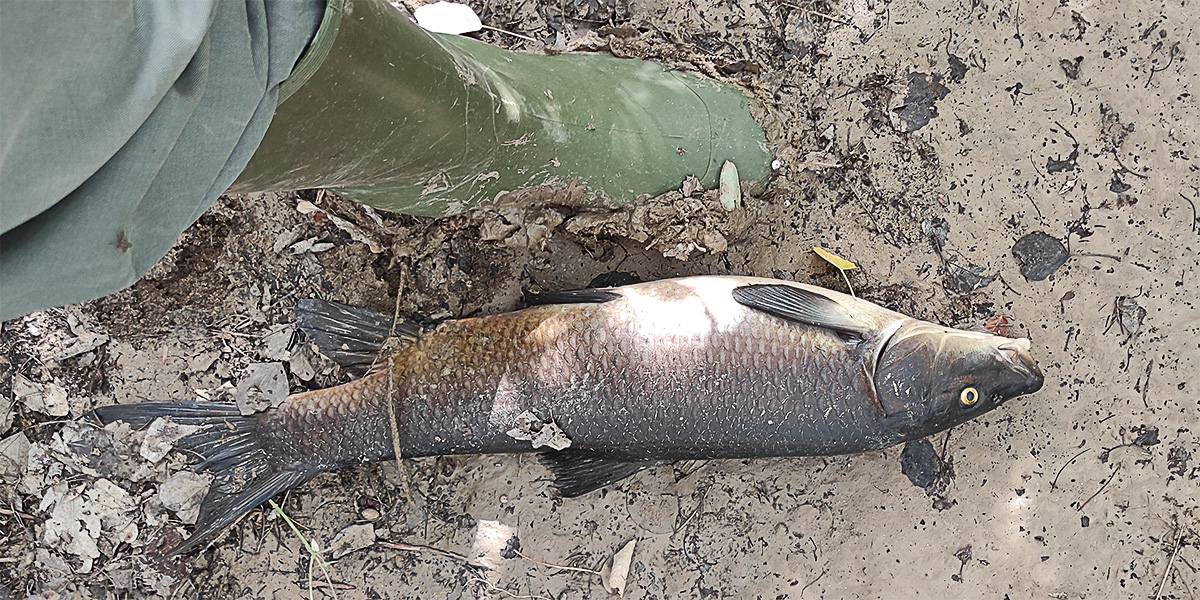 Peces varados y muertos en el limo depositado en el otro lado del puente de Nalpica de Tajo tras la retirada de las aguas de la crecida a causa de las lluvias del fin de semana anterior en Malpica de Tajo Peces varados y muertos en el limo depositado en el otro lado del puente de Nalpica de Tajo tras la retirada de las aguas de la crecida a causa de las lluvias del fin de semana anterior en Malpica de Tajo