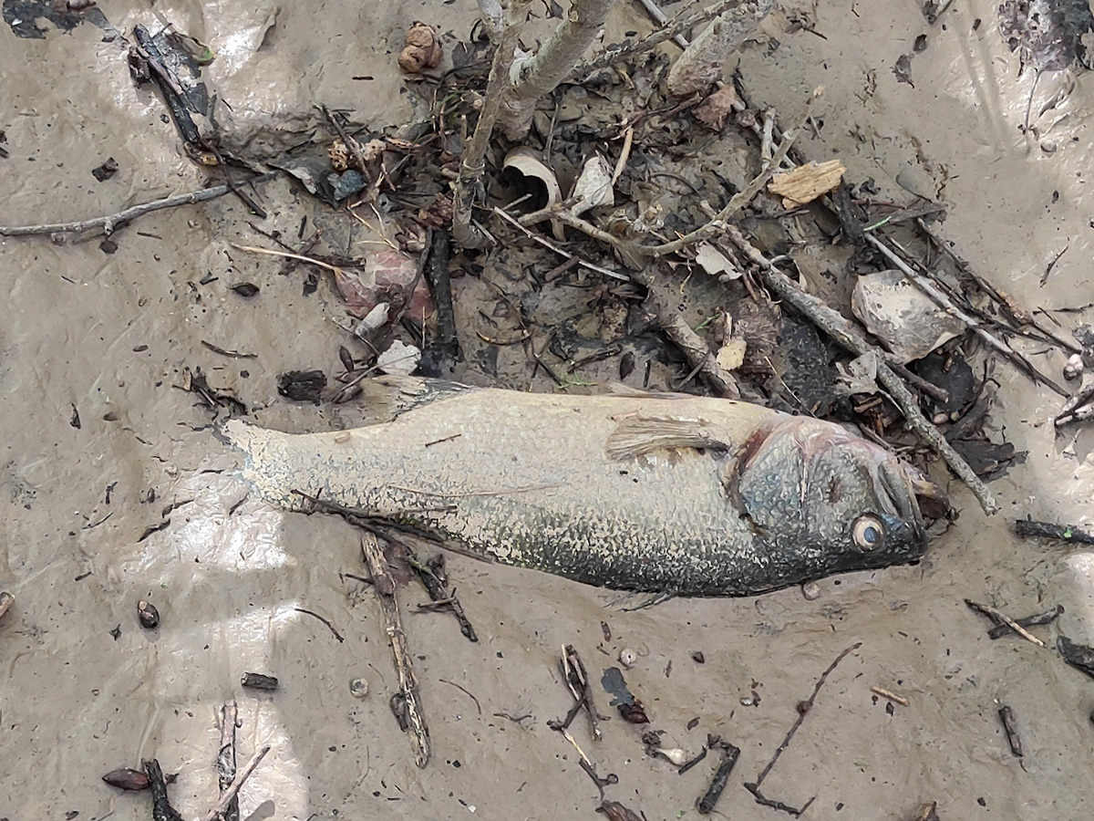 Peces varados y muertos en el limo depositado en el otro lado del puente de Nalpica de Tajo tras la retirada de las aguas de la crecida a causa de las lluvias del fin de semana anterior en Malpica de Tajo Peces varados y muertos en el limo depositado en el otro lado del puente de Nalpica de Tajo tras la retirada de las aguas de la crecida a causa de las lluvias del fin de semana anterior en Malpica de Tajo