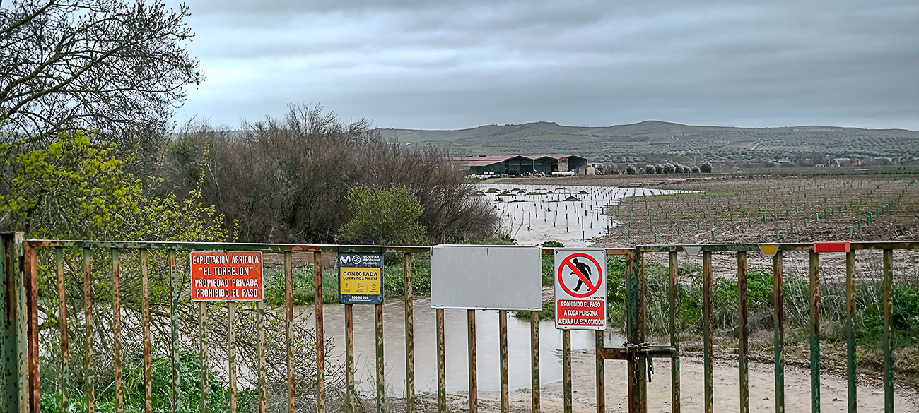 Nivel de las aguas del arroyo Cedena tras la crecida de marzo de 2025 Nivel de las aguas del arroyo Cedena tras la crecida de marzo de 2025