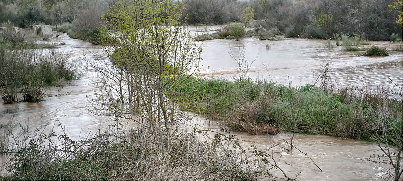 Nivel de las aguas del arroyo Cedena tras la crecida de marzo de 2025 Nivel de las aguas del arroyo Cedena tras la crecida de marzo de 2025