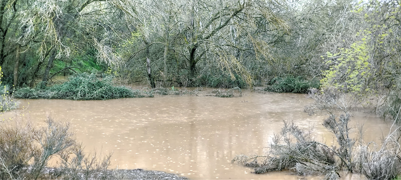 Nivel de las aguas del arroyo Cedena tras la crecida de marzo de 2025 Nivel de las aguas del arroyo Cedena tras la crecida de marzo de 2025