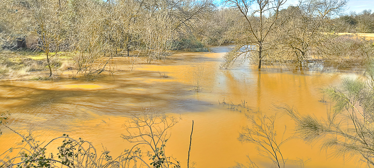 Nivel de las aguas del arroyo Cedena en el soto del Torrejón el 8 de febrero de 2026