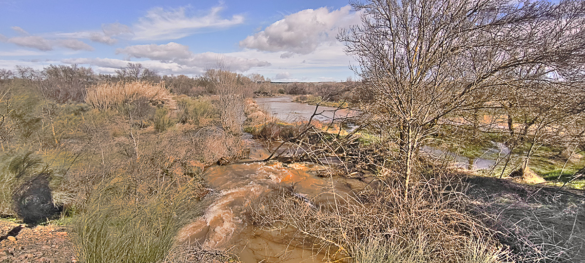 Nivel de las aguas del arroyo Cedena en el soto del Torrejón el 8 de febrero de 2026