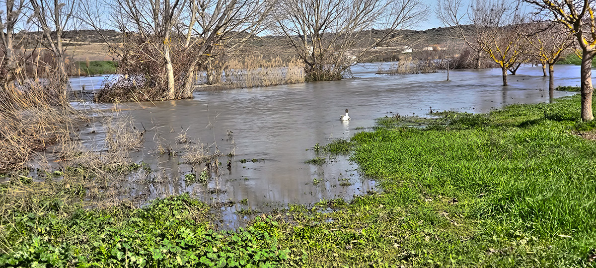 Nivel del agua del río Tajo en el Coto Escolar