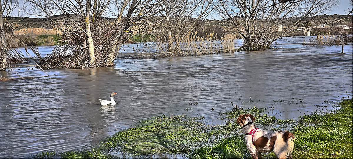 Nivel del agua del río Tajo en el Coto Escolar
