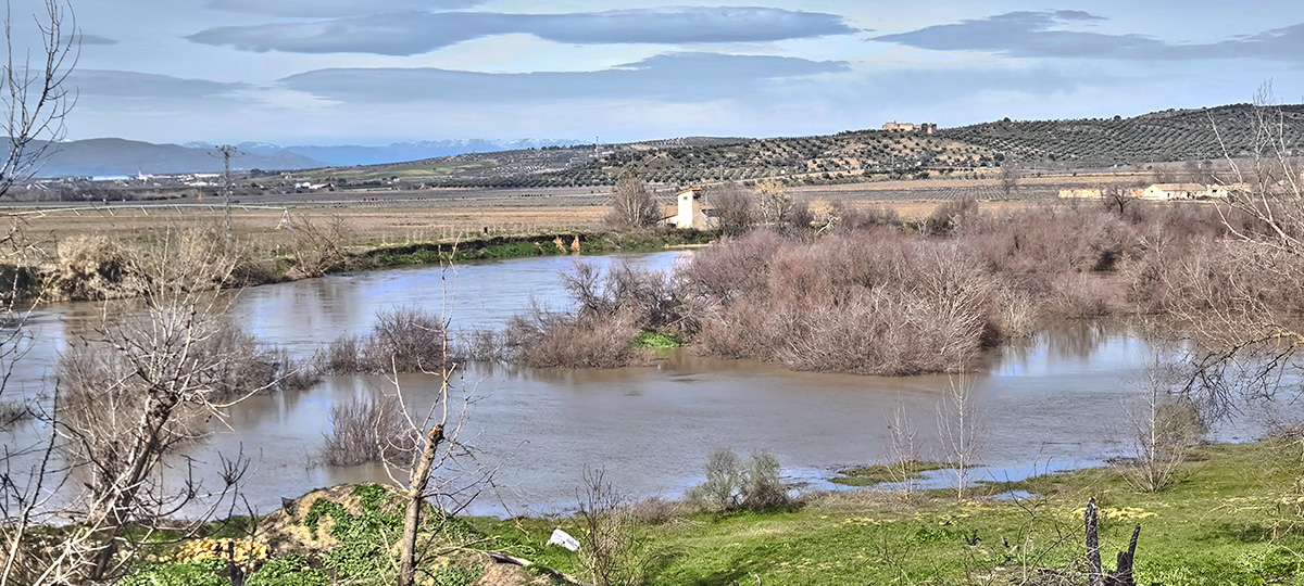 Nivel del agua del río Tajo en la antigua gravera de Lucio, en el soto del Olivar