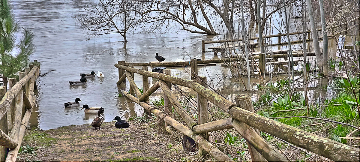 Nivel del agua del río Tajo en el Peñón eñ 16_02_26