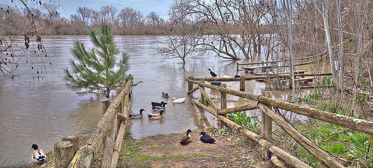 Nivel del agua del río Tajo en el Peñón eñ 16_02_26