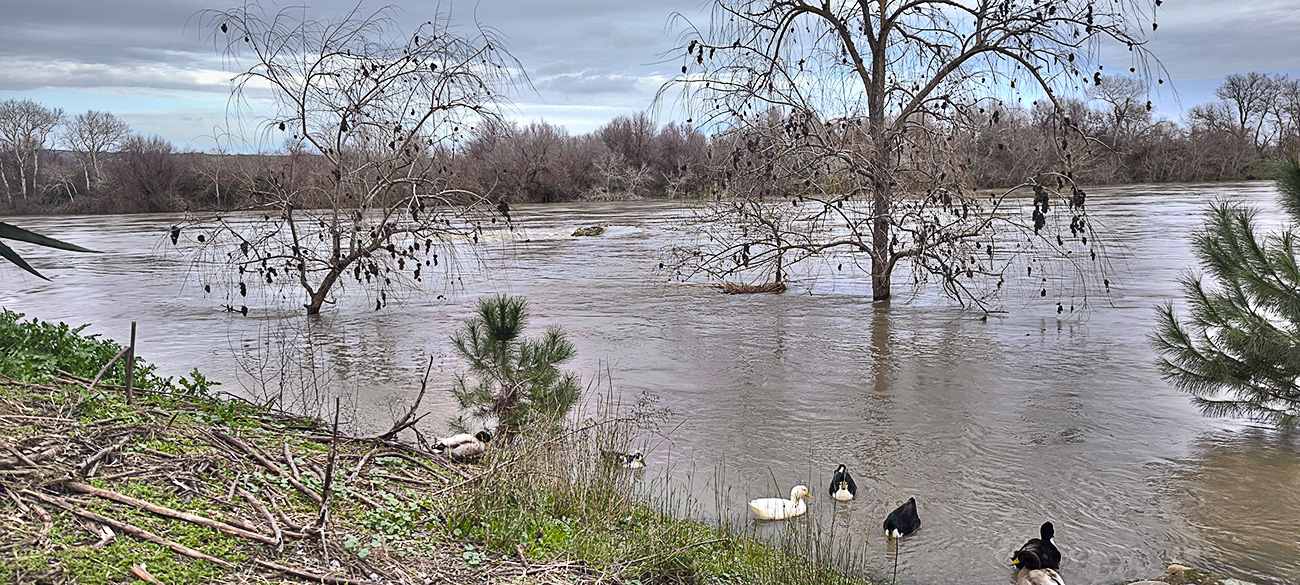 Nivel del agua del río Tajo en el Peñón eñ 16_02_26