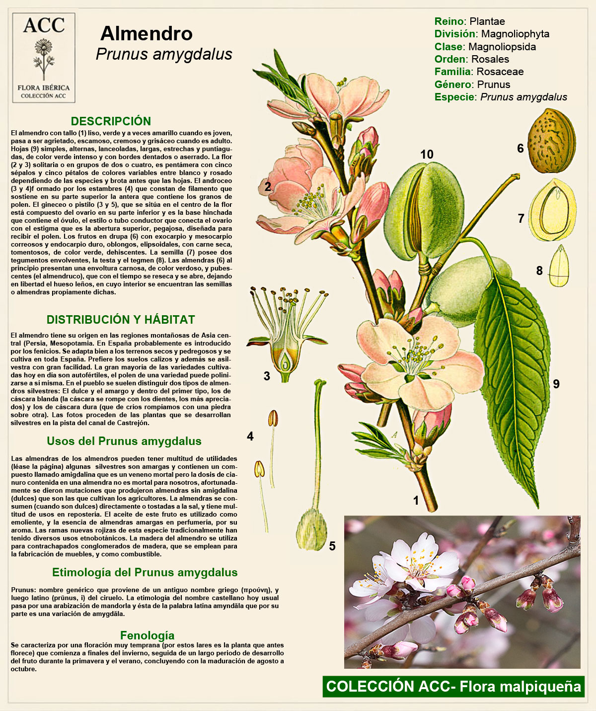 Ficha botánica del Almendro (Prunus amygdalus)