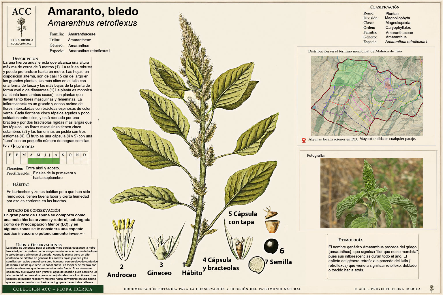 Lámina botánica del Amaranto o bledo (Amaranthus retroflexus L.)