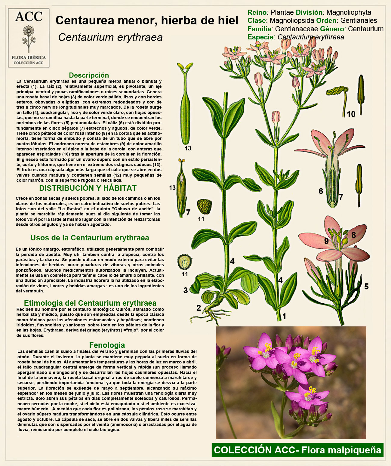 Ficha botánica de la centaurea menor (Centaurium erythraea)