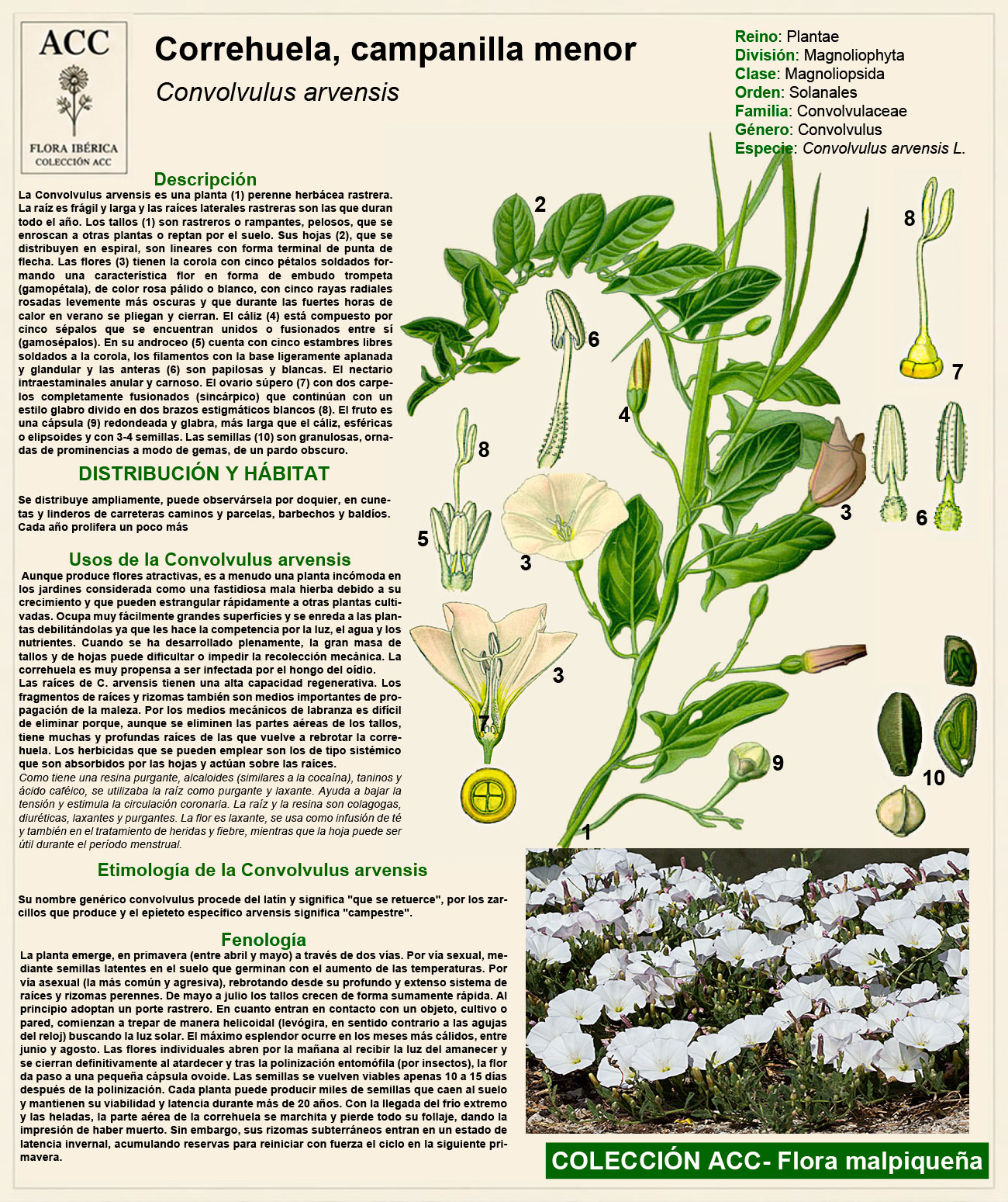 Ficha botánica de la correhuela menor (Convolvulus arvensis)