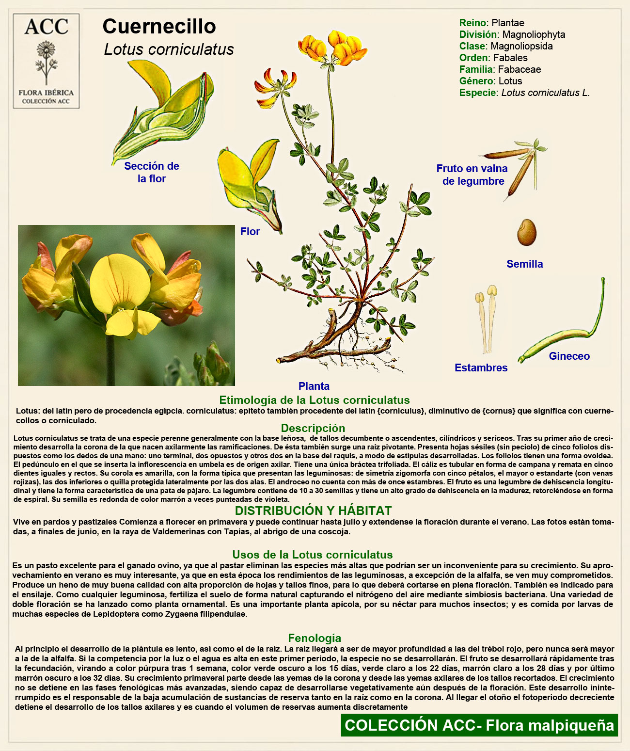 Ficha botánica del Cuernecillo (Lotus corniculatus)