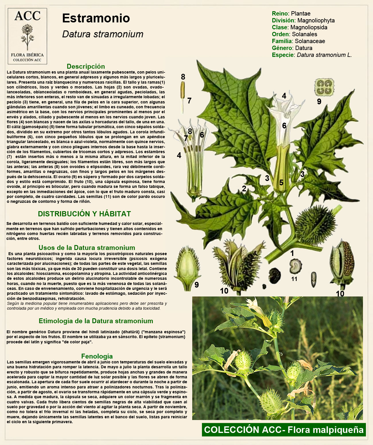 Ficha botánica del Estramonio (Datura stramonium)