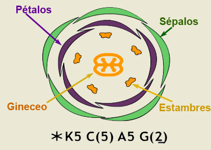Diagrama floral de la Campanilla (Convolvulus arvensis)