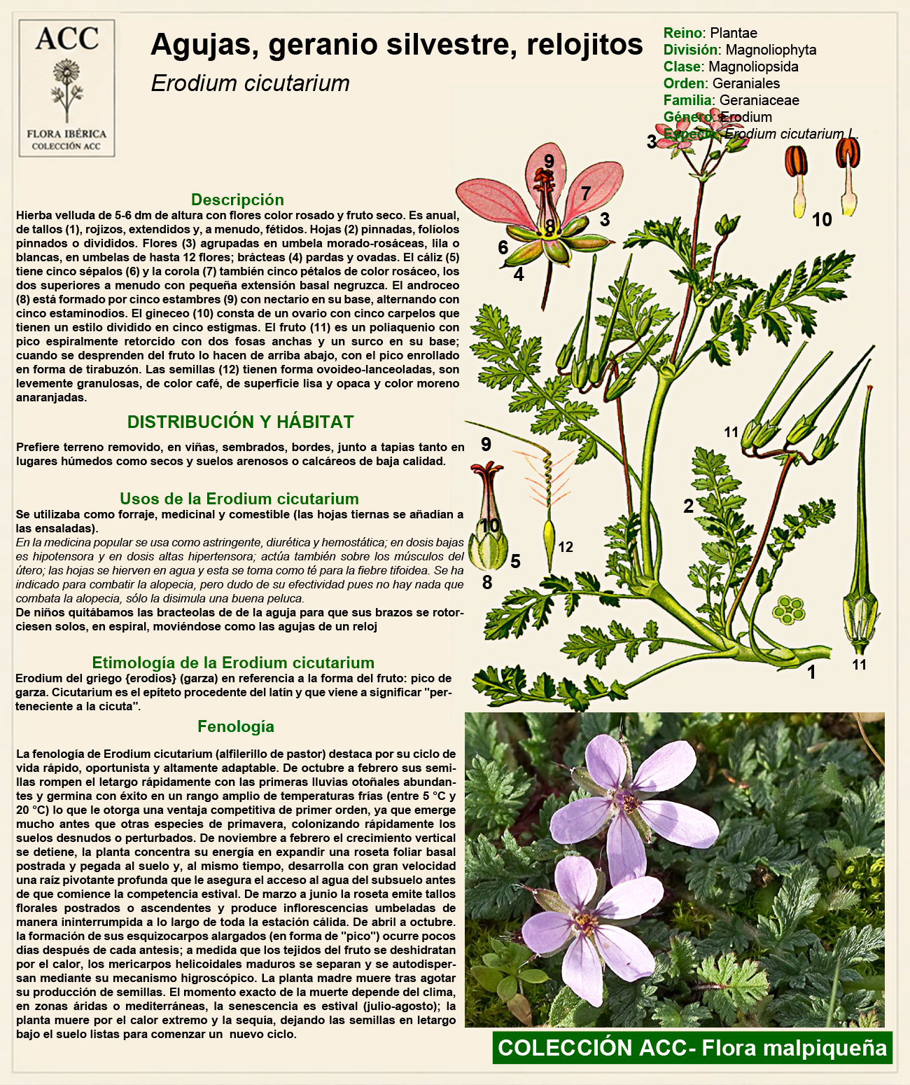Ficha botánica de las Agujas, geranio silvestre, relojitos (Erodium cicutarium)