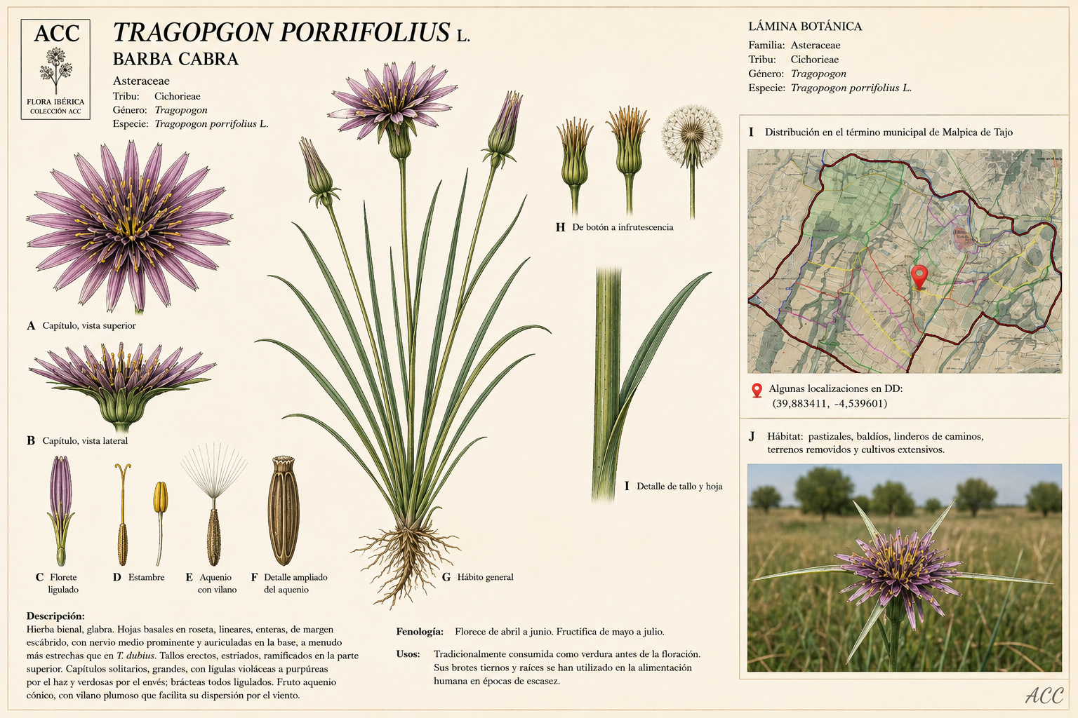Ficha botánica de la barba de cabra (Tragopogon porrifolius)