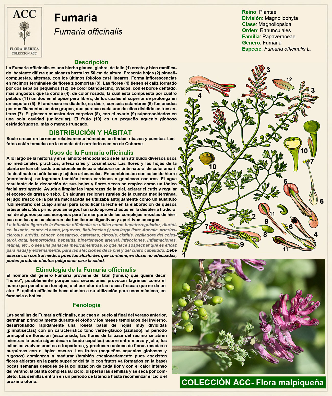 Ficha botánica de la Fumaria (Fumaria officinalis)