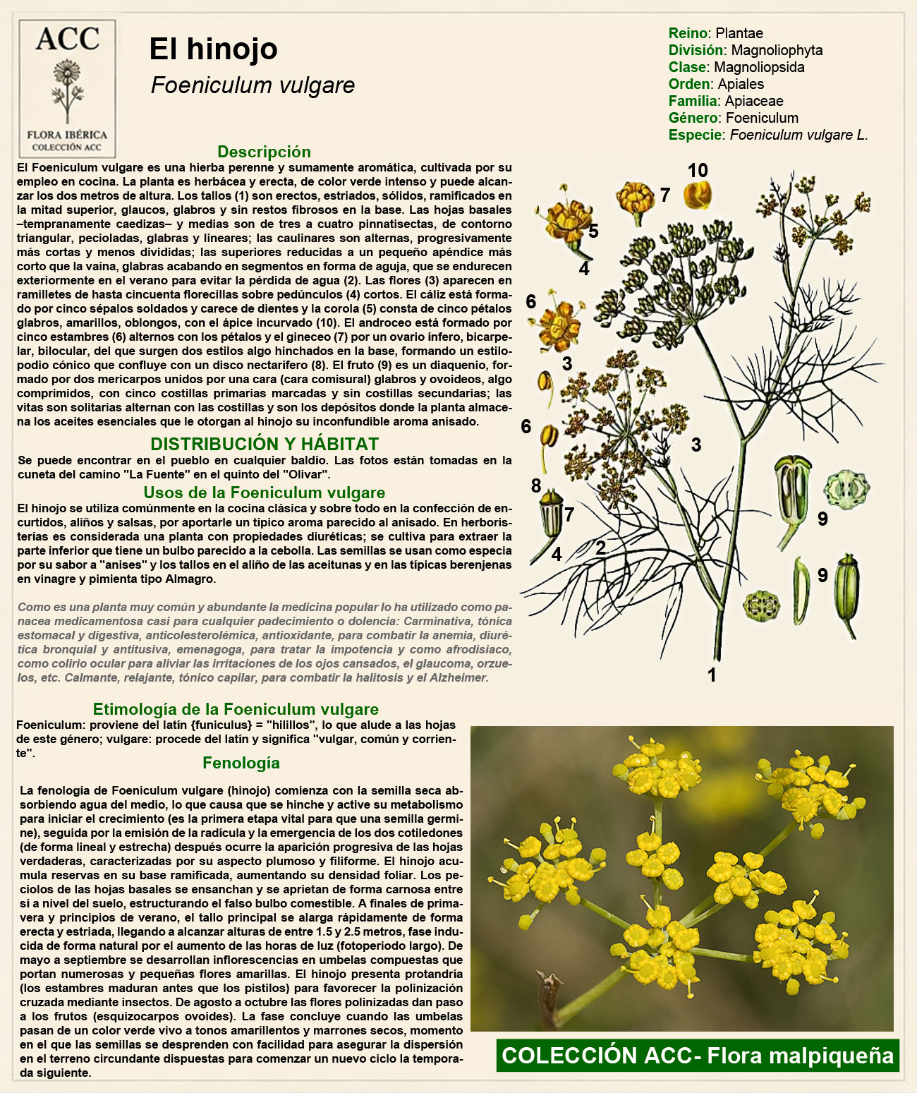 Ficha botánica del Hinojo (Foeniculum vulgare)