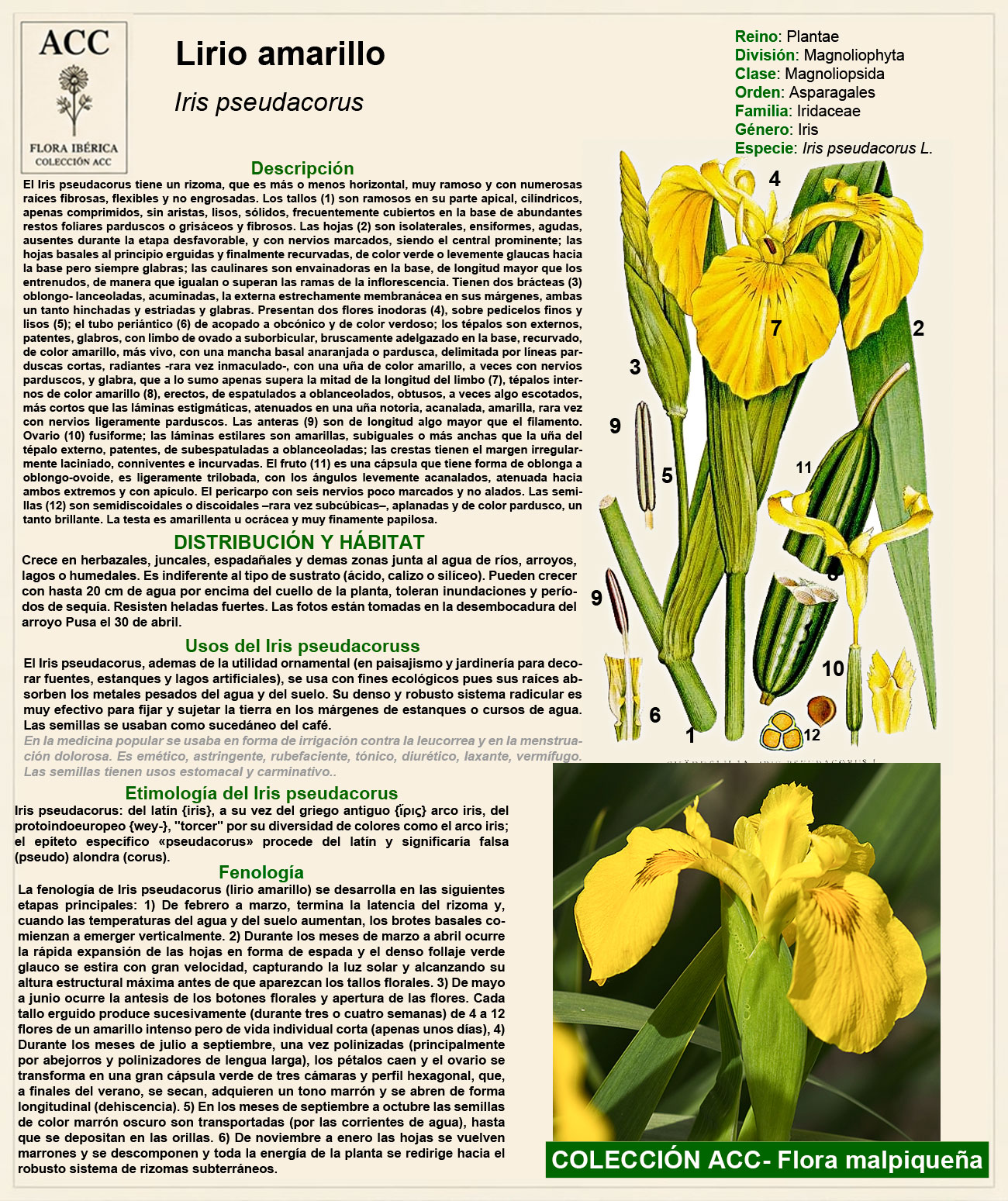 Ficha botánica del Lirio Amarillo (Iris pseudacorus)