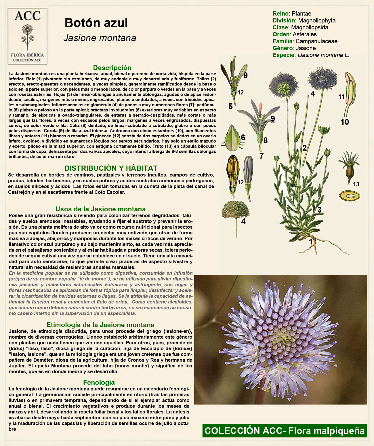 Ficha botánica del Botón azul (Jasione montana)