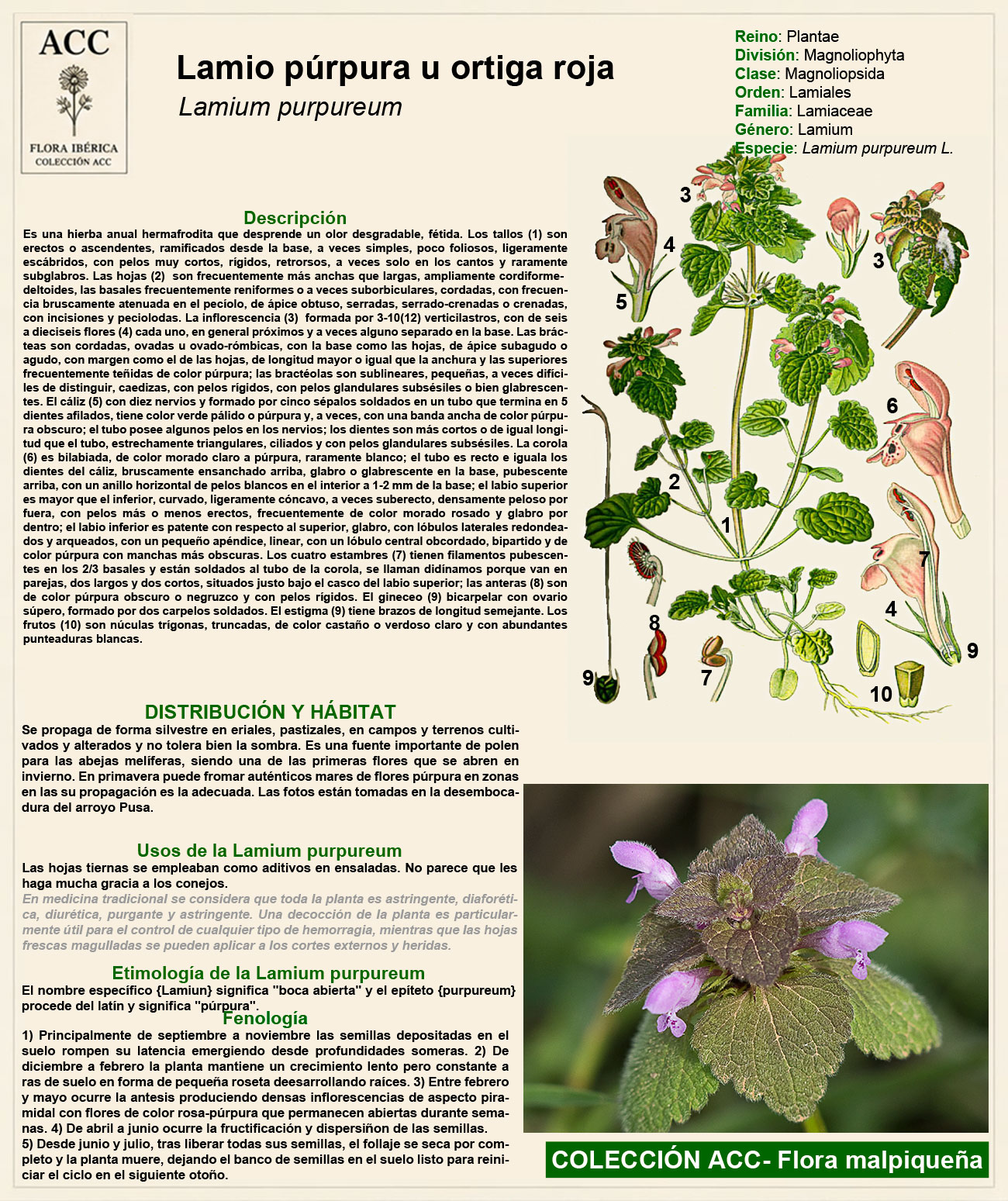 Ficha botánica de la Lamio púrpura u ortiga roja (Lamium purpureum)