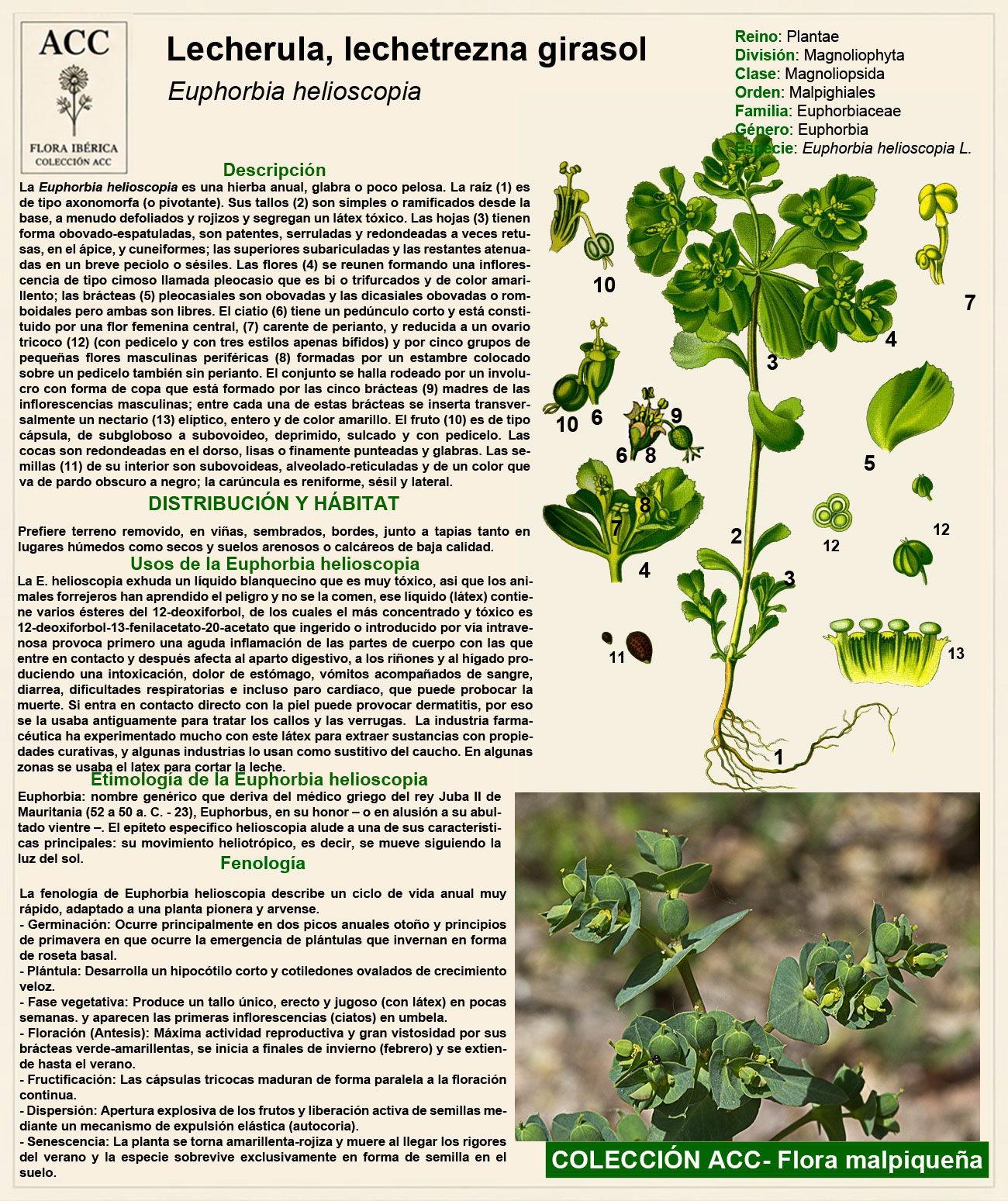 Ficha botánica de la Lecherula, tornagallos (Euphorbia helioscopia)