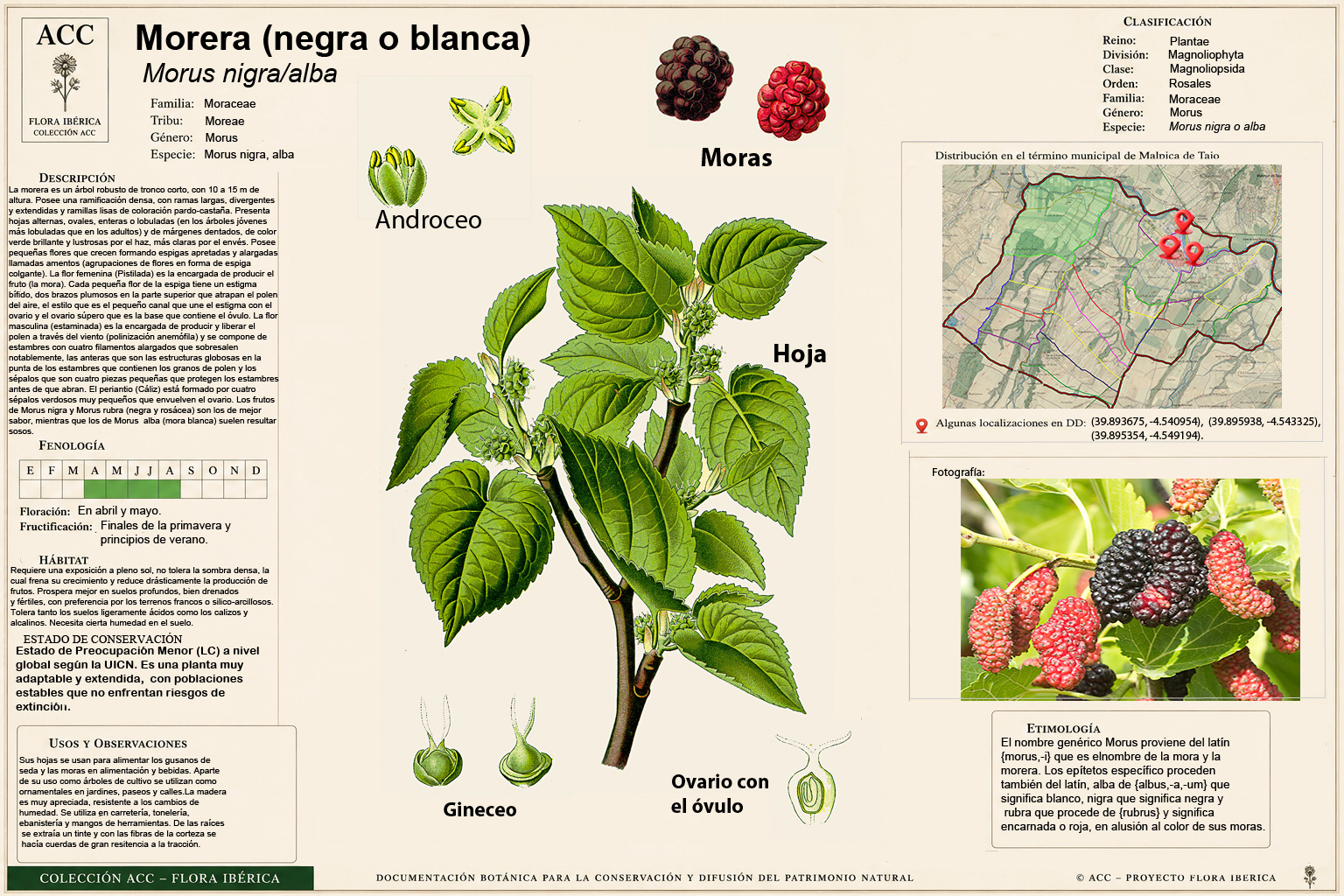 Lámina botánica de la morera (Morus, nigra/alba)