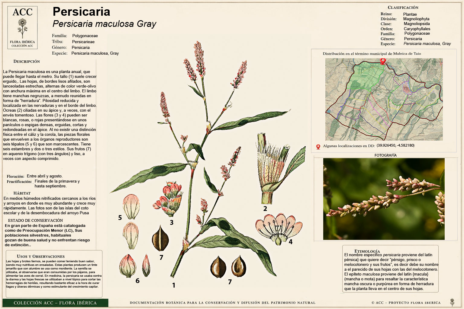Lámina botánica de la Persicaria (Persicaria maculosa)