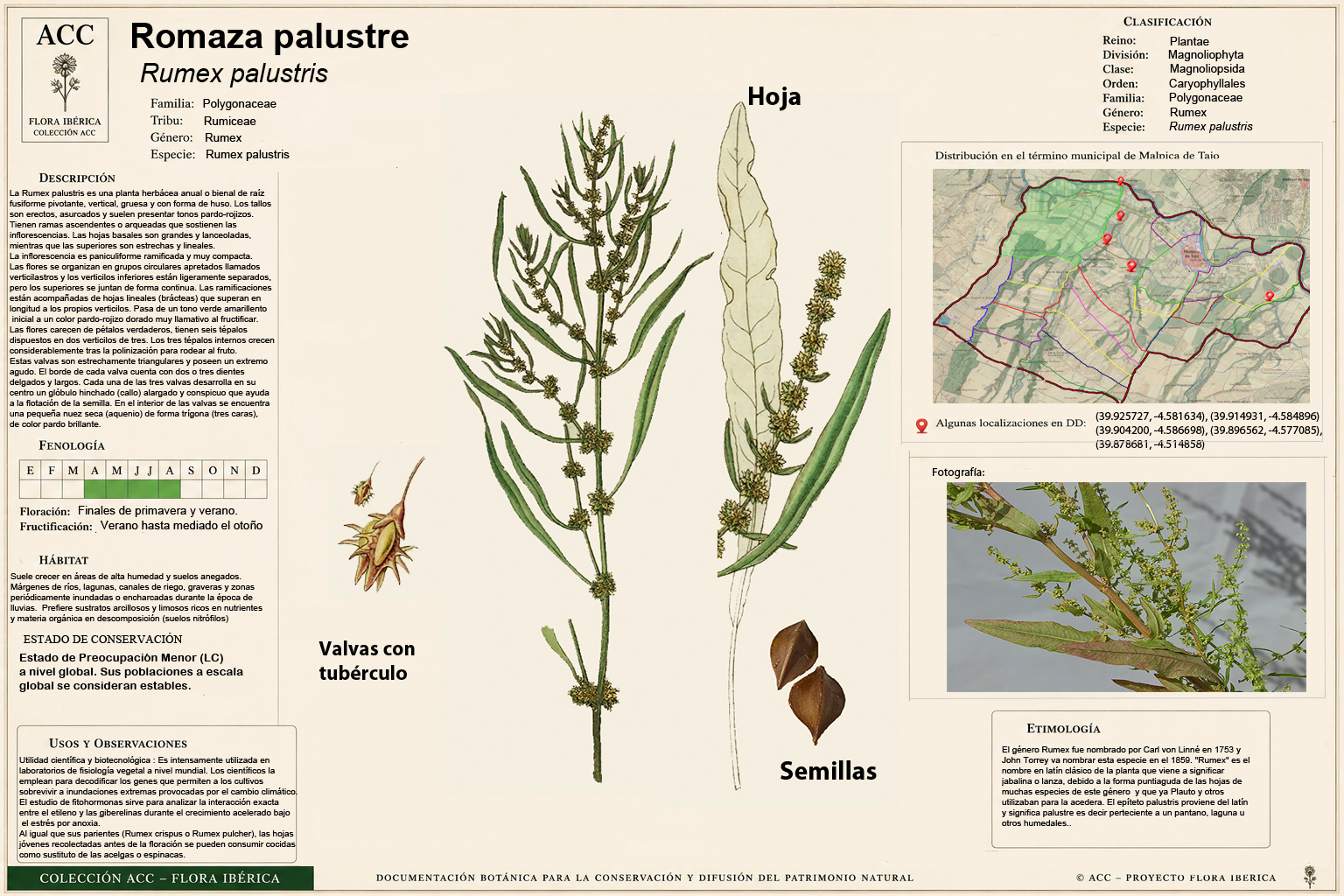 Lámina botánica de la Romaza palustre (Rumex palustris)