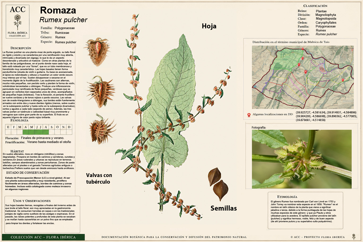 Lámina botánica de la Romaza (Rumex pulcher)