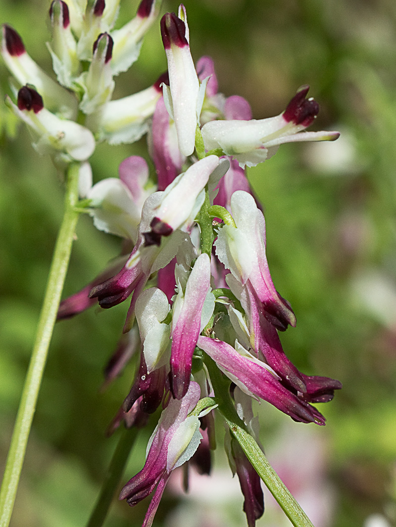 Conobio (Fumaria parviflora)