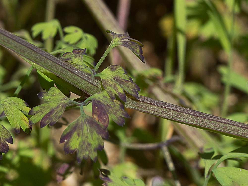 Conobio (Fumaria parviflora)