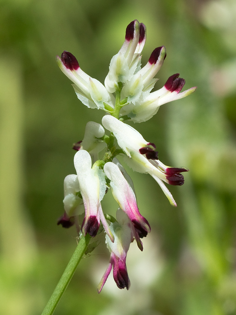 Conobio (Fumaria parviflora)