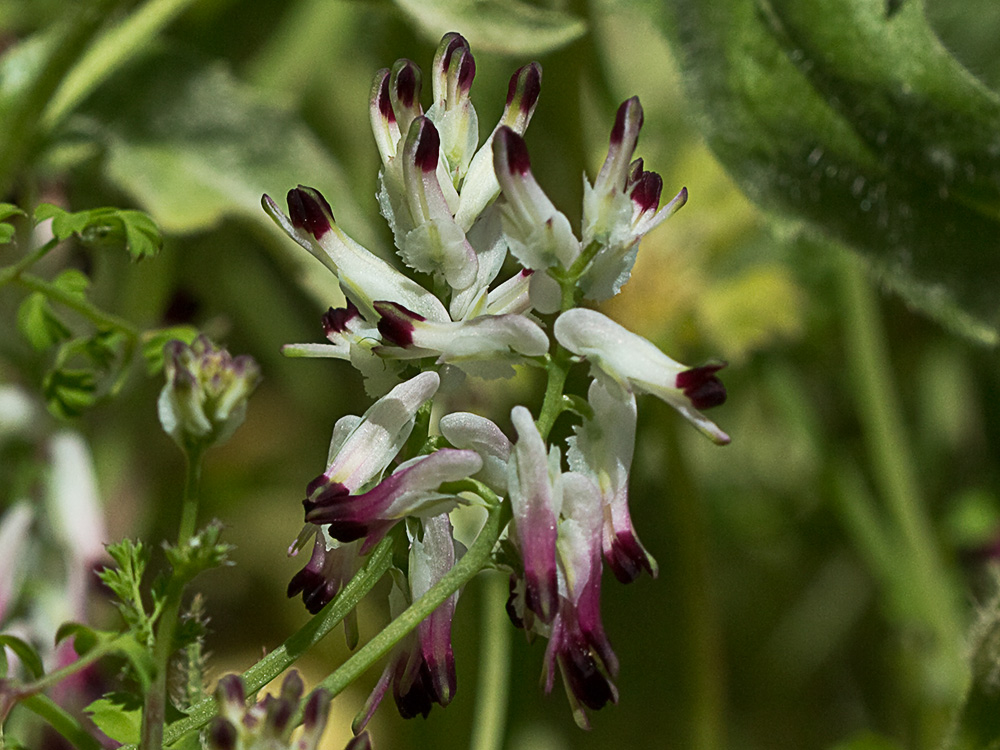 Conobio (Fumaria parviflora)