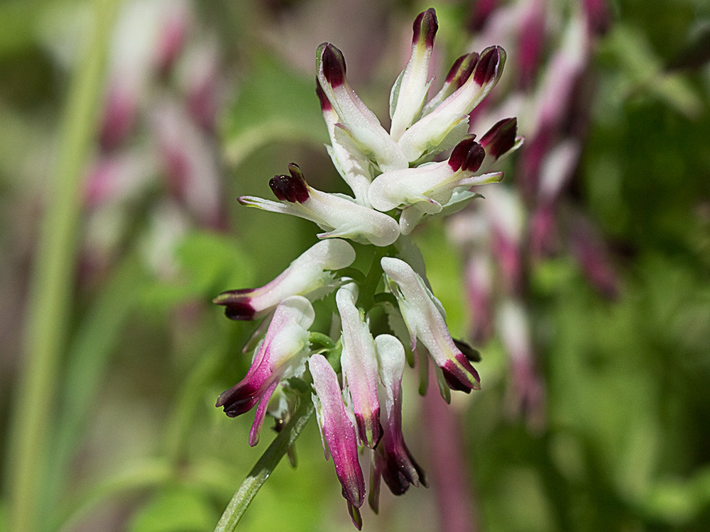 Conobio (Fumaria parviflora)