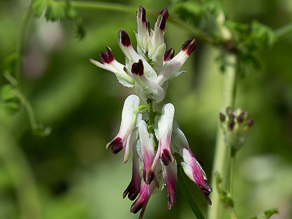 Conobio (Fumaria parviflora)