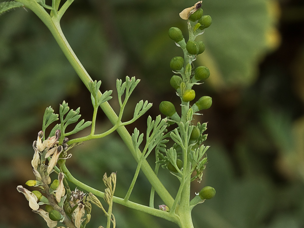 Conobio (Fumaria parviflora)