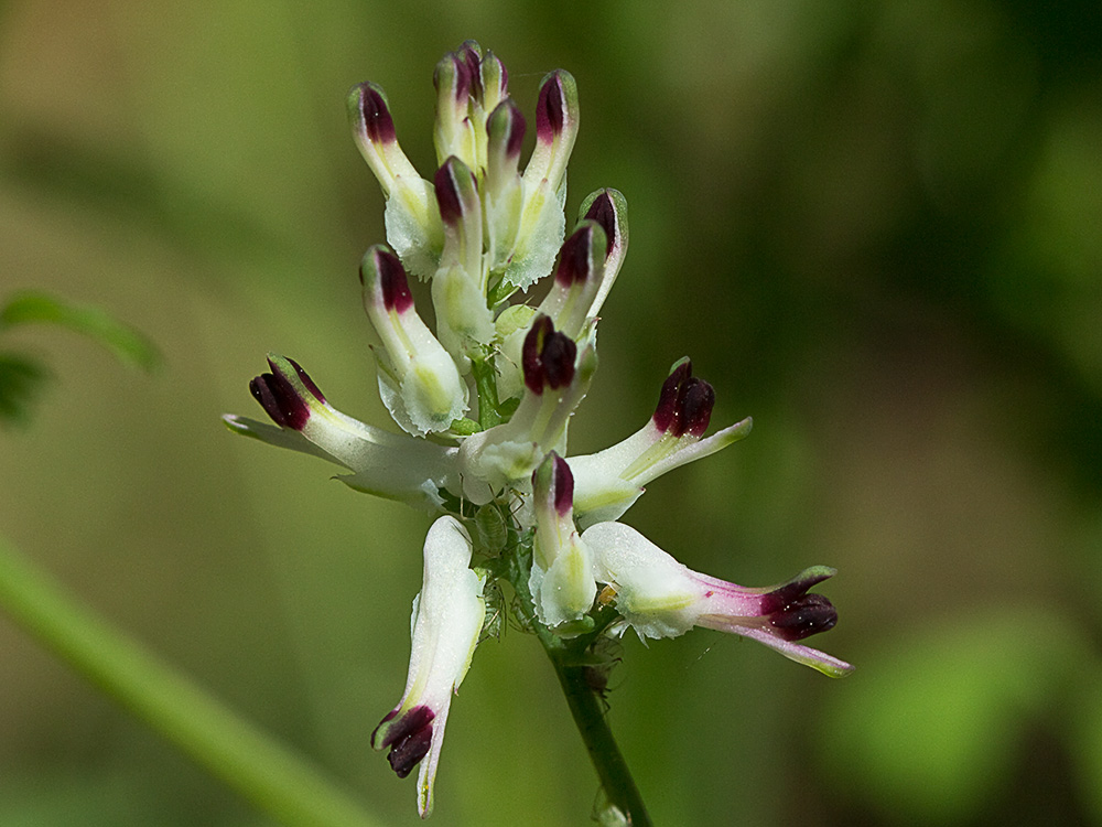 Conobio (Fumaria parviflora)